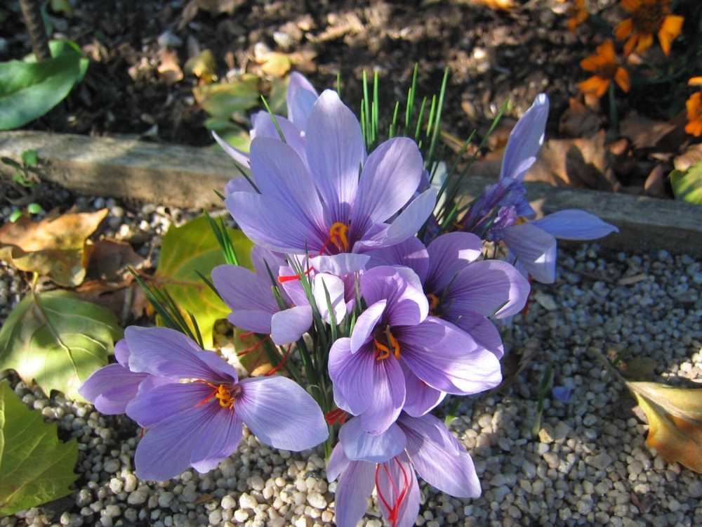 Crocus sativus (Herbst-Crocus, Safran-Krokus)